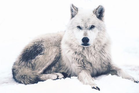 Honden