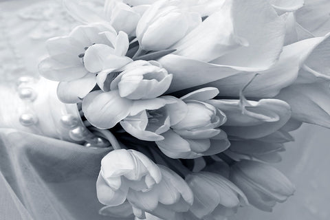 Tulpen