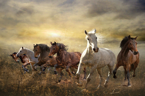 Paarden
