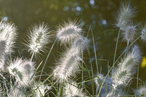Grassoorten