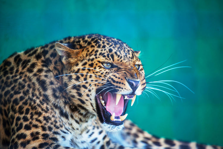 Fotobehang Attention Leopard