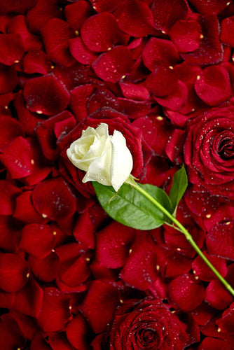 Fotobehang Bed Of Roses