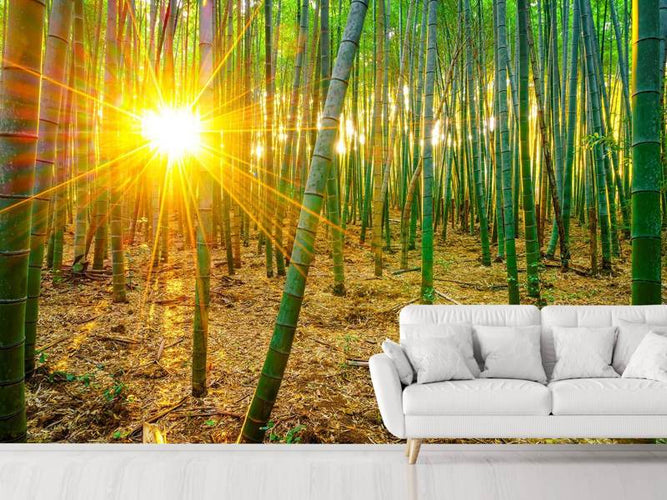 Fotobehang Bos van bamboe, zonsopkomst