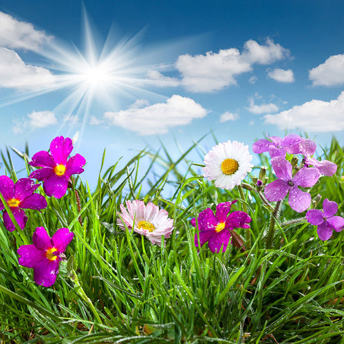 Fotobehang Flowering Meadow