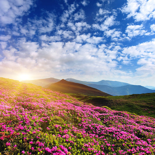 Fotobehang Flowery Mountain Landscape