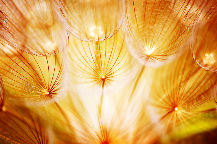 Fotobehang Close Up Dandelion In Light