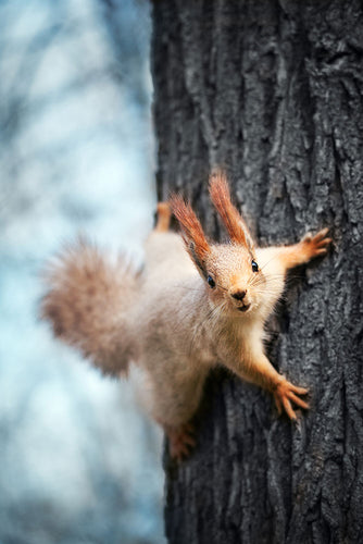 Fotobehang The Squirrel