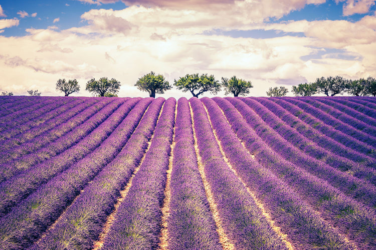 Fotobehang The Lavender Field