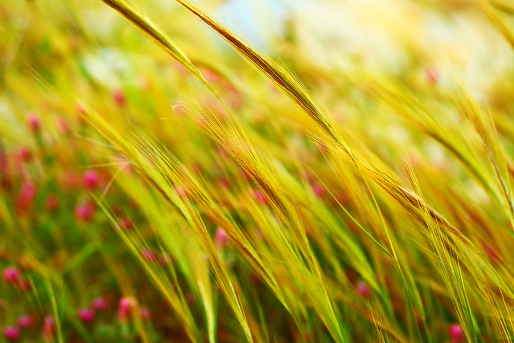 Fotobehang The Wheat Field