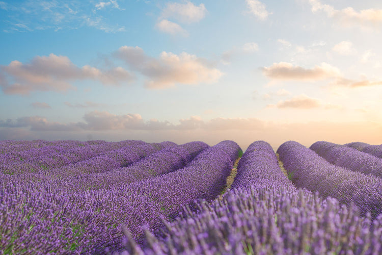 Fotobehang The Blooming Lavender Field