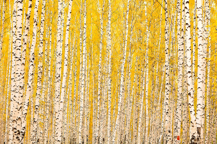 Fotobehang The Birch Forest In Autumn