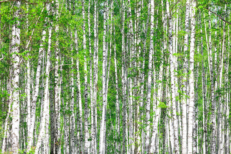 Fotobehang The Birch Forest