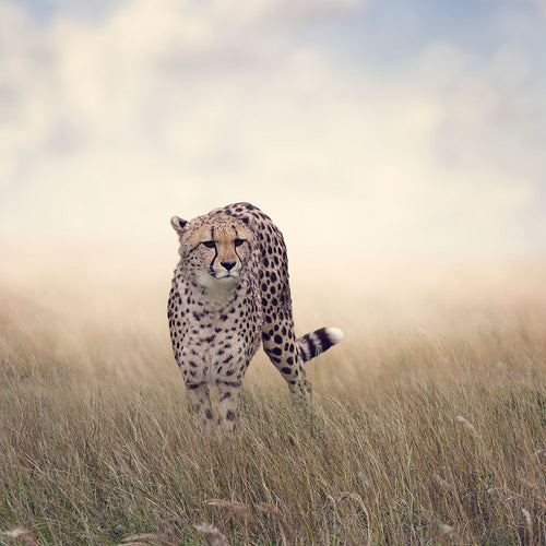 Fotobehang The Cheetah