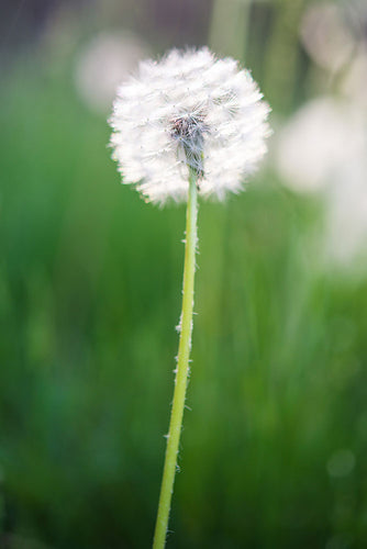 Fotobehang Dandelion