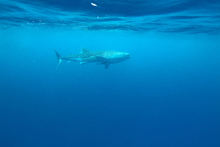 Fotobehang The Whale Shark