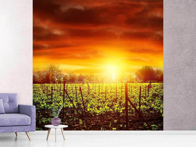 Fotobehang De wijngaard bij zonsondergang