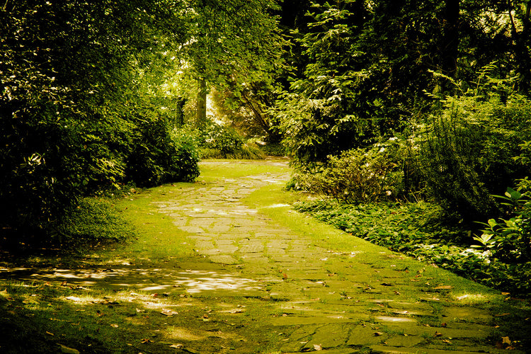 Fotobehang Moss-Covered Path