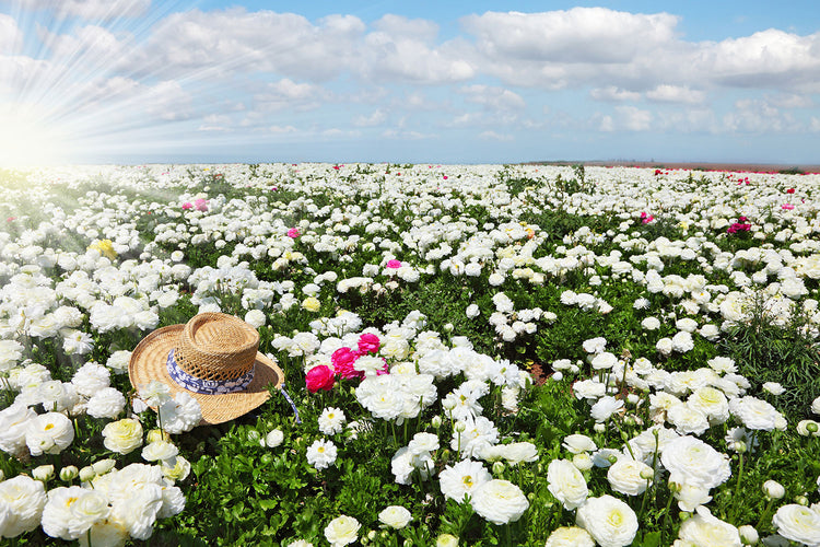 Fotobehang Spring Flower Meadow