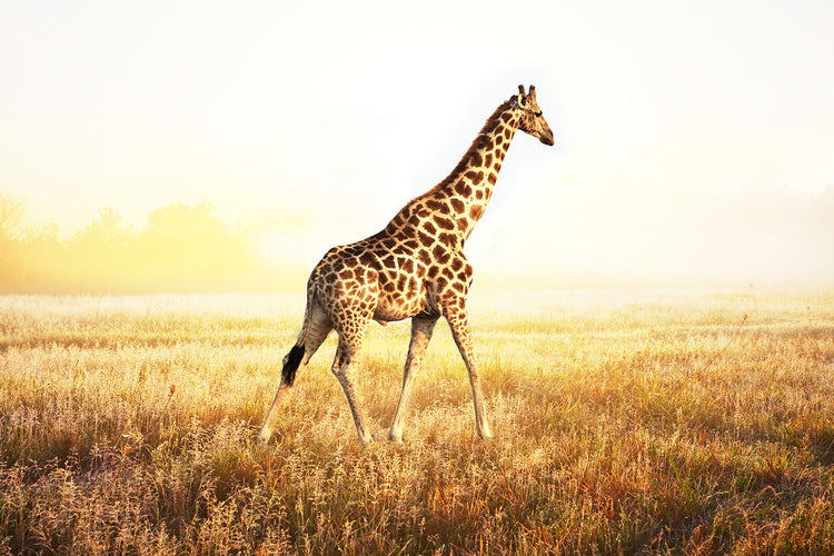 Fotobehang The Giraffe