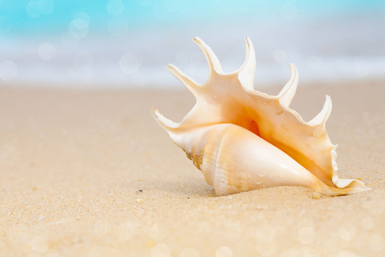 Fotobehang The Shell On The Beach