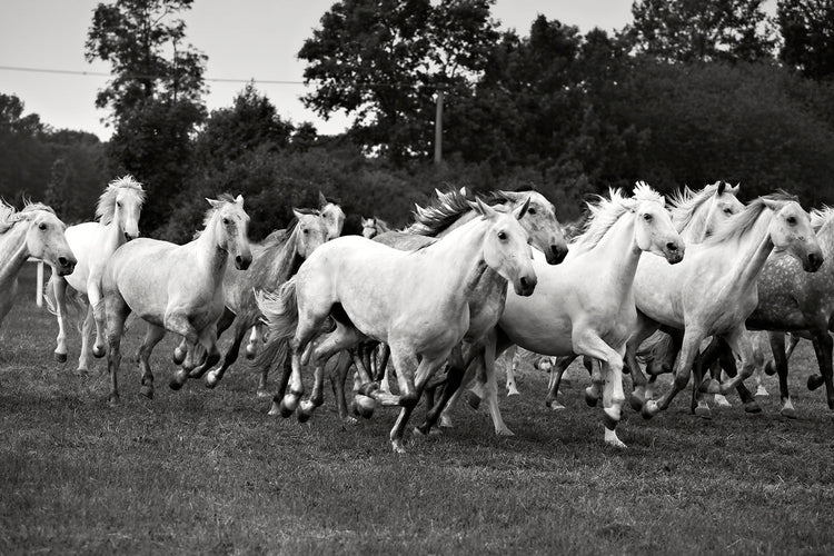 Fotobehang The Mustang Herd