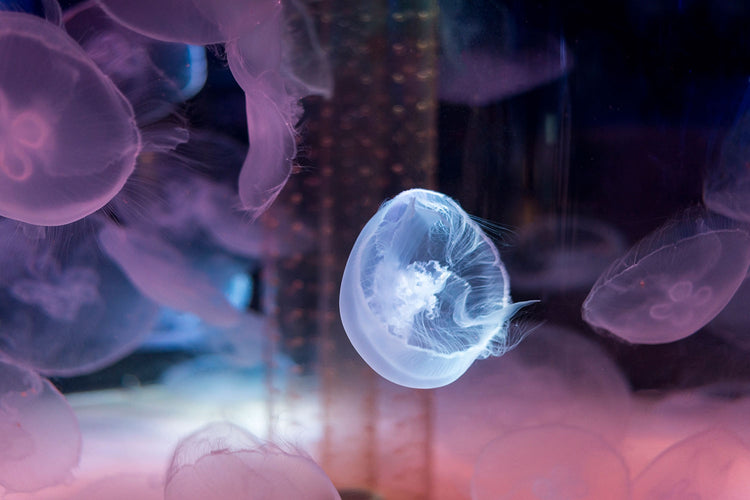 Fotobehang The Beauty Of Jellyfish
