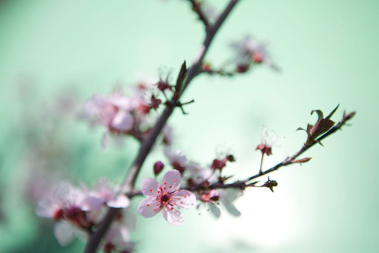 Fotobehang Beautiful Japanese Cherry Blossom