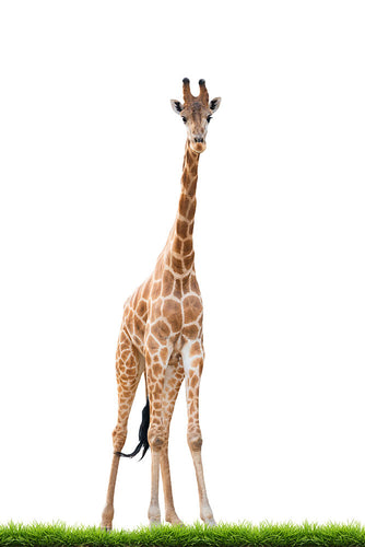 Fotobehang The Long Giraffe