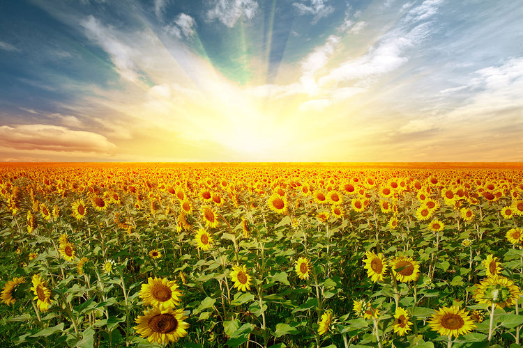 Fotobehang A Field Full Of Sunflowers