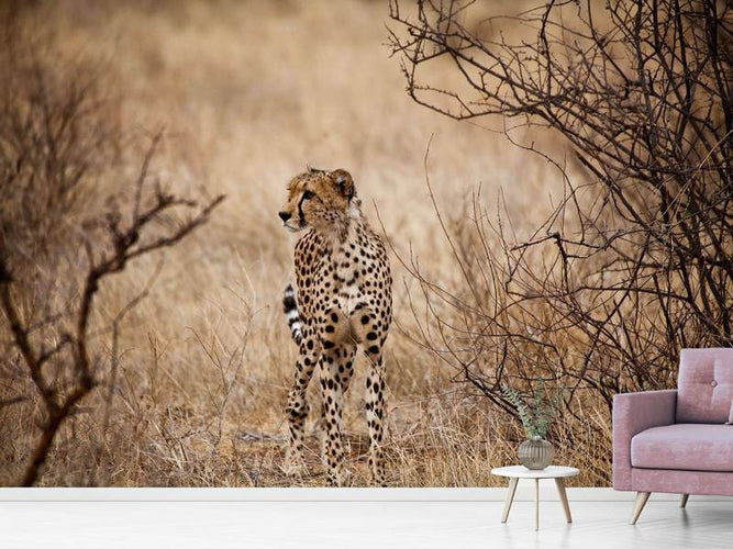 Fotobehang Elegante Cheetah