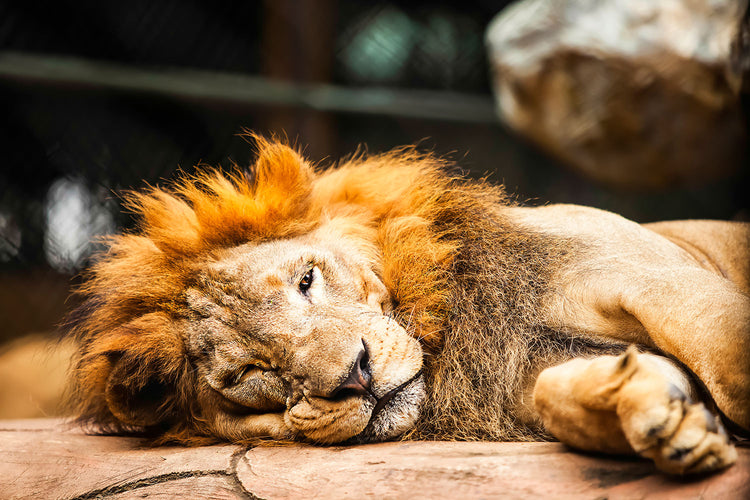 Fotobehang Relaxed Lion