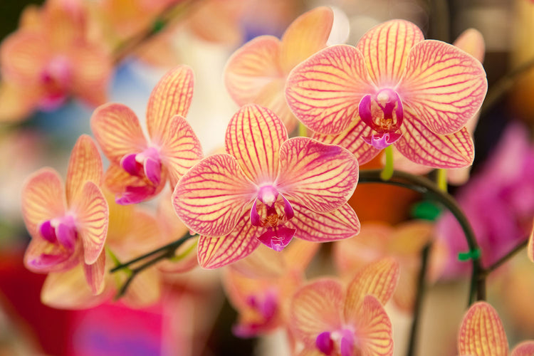 Fotobehang Exotic Orchids