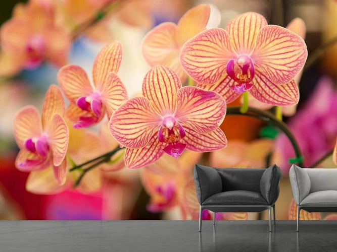 Fotobehang Orchideeën