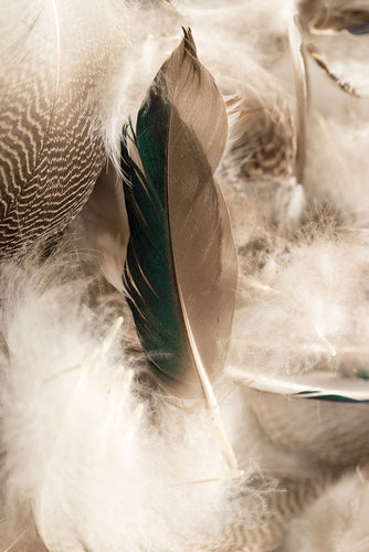 Fotobehang Feathers