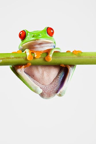 Fotobehang Frog Acrobatics