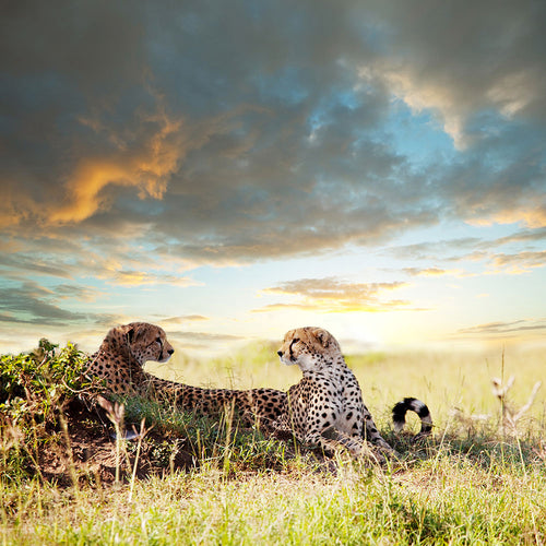 Fotobehang Cheetahs