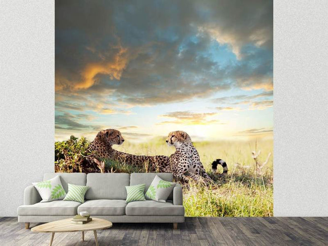 Fotobehang 2 Cheetahs, Jachtluipaarden