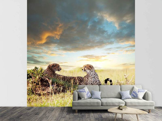 Fotobehang 2 Cheetahs, Jachtluipaarden