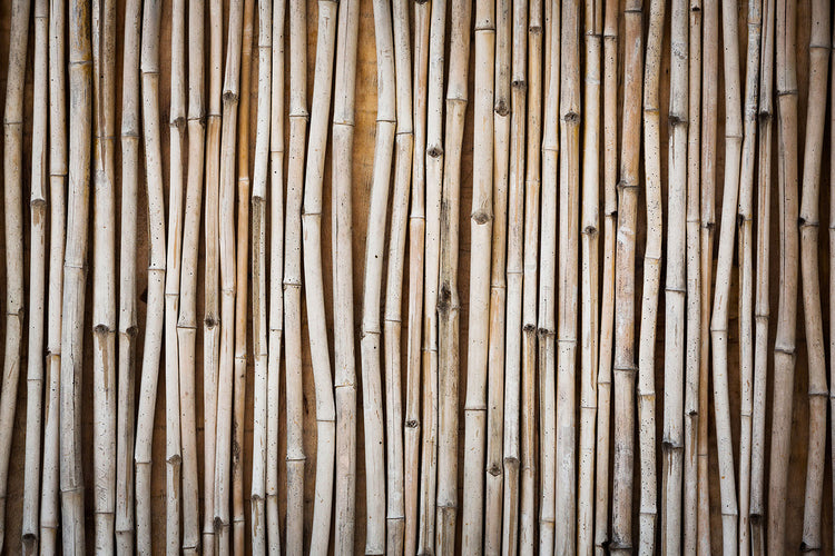 Fotobehang Dried Bamboos