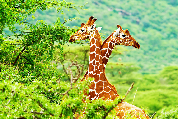 Fotobehang Giraffes Love