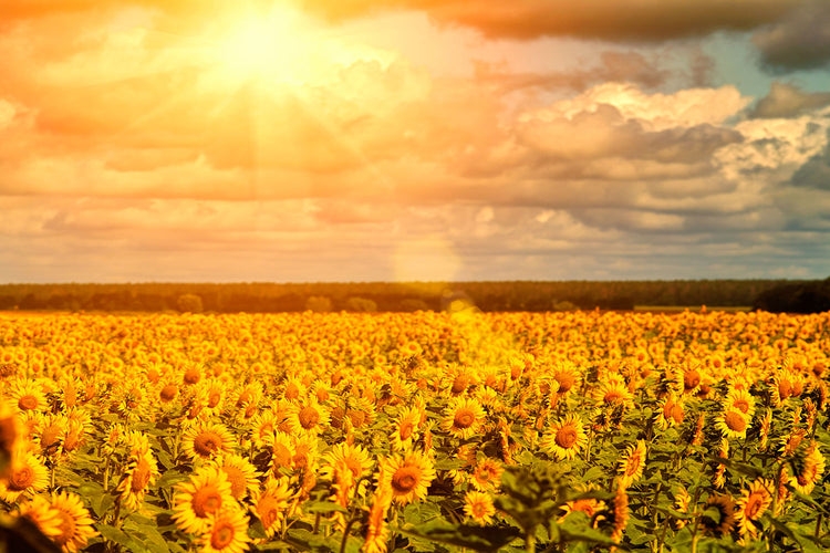 Fotobehang Golden Light Sunflower