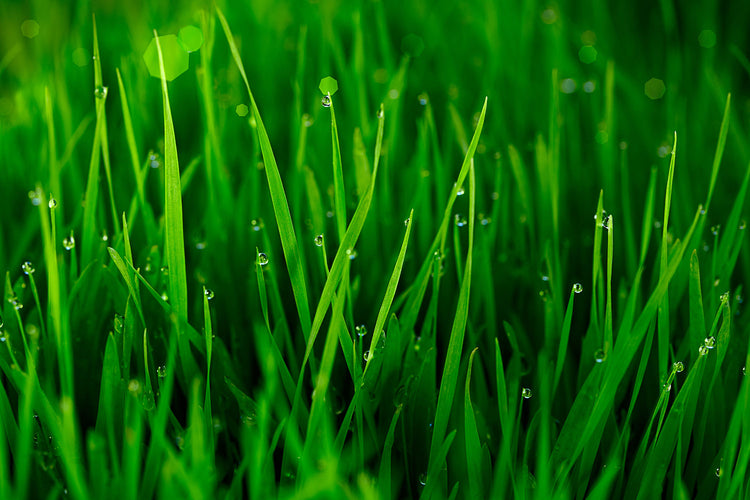 Fotobehang Grass With Morning Dew