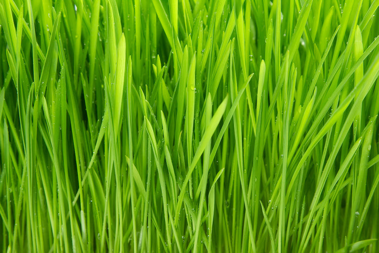 Fotobehang Grass In Morning Dew