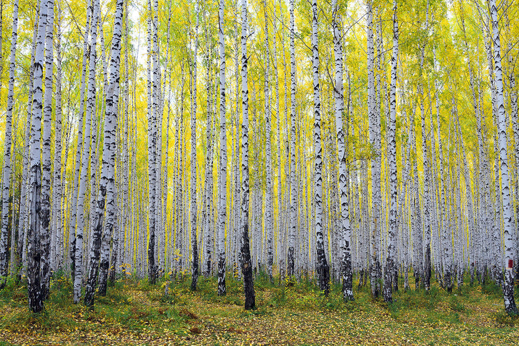 Fotobehang Autumnal Birch Forest