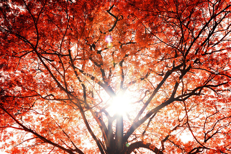 Fotobehang Light Of Autumn