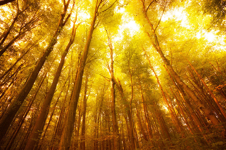 Fotobehang Autumn Forest