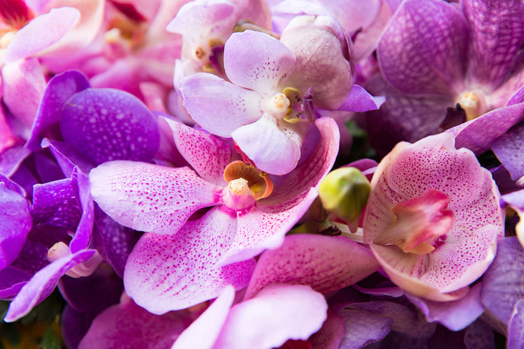 Fotobehang Orchid Paradise
