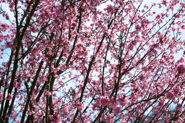 Fotobehang Japanese Cherry Blossom