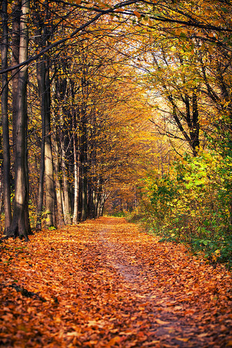 Fotobehang Deciduous Forest In Autumn Light