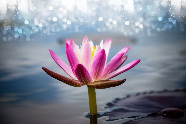 Fotobehang Lotus In The Morning Dew